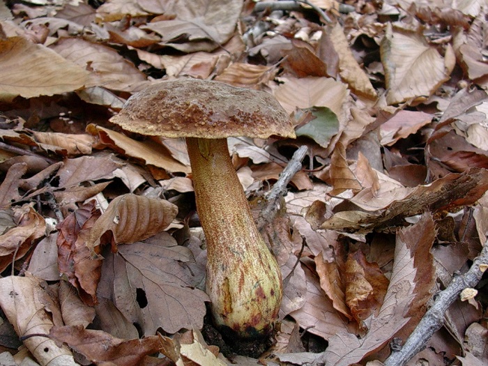 839 Novembre vecchio ritrovamento